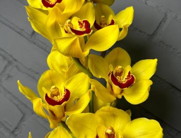 Цимбидиум - универсальная орхидея